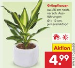 Grünpflanzen im Angebot bei Netto Marken-Discount in Karlsruhe Grünpflanzen Angebote bei Netto Marken-Discount Karlsruhe für 4,99 €