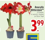 Amaryllis "Ritterstern" im EDEKA Prospekt Amaryllis "Ritterstern" von im aktuellen EDEKA Prospekt für 3,99 €