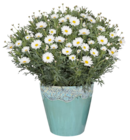 Aktuelle Blumentopf Angebote bei toom Baumarkt in Stuttgart Aktuelles Margeriten-Busch Angebot bei toom Baumarkt in Stuttgart ab 6,99 €