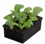 Wintrradieschen von  im aktuellen Dehner Garten-Center Prospekt für 2,89 €
