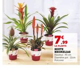 Mixte Bromelias dans le catalogue Super U