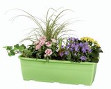 Jardinière de printemps en promo chez Lidl Versailles à 14,99 €