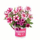 Blühtrio bei Lidl im Prospekt "" für 2,49 €