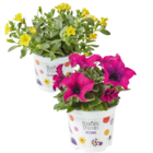 Beetpflanzen im Angebot bei Netto Marken-Discount in Heilbronn Beetpflanzen Angebote bei Netto Marken-Discount Heilbronn für 2,29 €