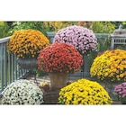 Chrysanthème en promo chez Carrefour Market Boulogne-Billancourt à 6,99 €