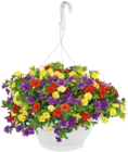 Zauberglöckchen-Ampel Calibrachoa im aktuellen Hellweg Prospekt