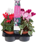 Cyclamen en promo chez Lidl Cyclamen dans le catalogue Lidl