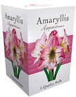 Amaryllis-Blumenzwiebel in Geschenkbox im aktuellen Netto mit dem Scottie Prospekt