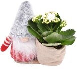 Weihnachtswichtel Angebote bei Penny Deggendorf für 3,99 €