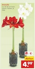 Aktuelle Zimmerpflanzen Angebote bei Netto Marken-Discount in Dortmund Aktuelles Amaryllis Angebot bei Netto Marken-Discount in Dortmund ab 4,99 €