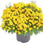 Chrysanthemen bei Thomas Philipps im Wuppertal Prospekt für 4,44 €