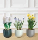 Mixte Bulbes dans le catalogue Super U