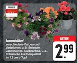 E center Amberg - Sommerblüher Angebot im Prospekt Sommerblüher bei E center im Amberg Prospekt für 2,99 €