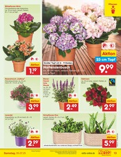 Stauden im Netto Marken-Discount Prospekt in Suhl Aktueller Netto Marken-Discount Prospekt mit Stauden, "Aktuelle Angebote", Seite 15