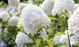 Hydrangea paniculata im Hagebaumarkt Prospekt Hydrangea paniculata von im aktuellen Hagebaumarkt Prospekt fĂŒr 15,99 âŹ