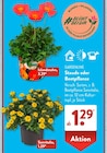 Staude oder Beetpflanze im Angebot bei ALDI SÜD in Kaufbeuren Staude oder Beetpflanze Angebote von GARDENLINE bei ALDI SÜD Kaufbeuren für 1,29 €