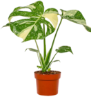 Aktuelle Orchidee Angebote bei Kaufland in Frankfurt (Main) Aktuelles Zimmerpflanze Angebot bei Kaufland in Frankfurt (Main) ab 3,29 €