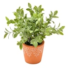 Plante artificielle à 4,99 € dans le catalogue B&M