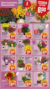 Blumen im aktuellen REWE Prospekt (Krefeld) Blumen im REWE Prospekt "Dein Markt" mit 26 Seiten (Krefeld)