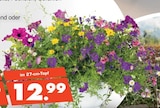 Blumen im 27-cm-Topf bei Herbrügger im Menden Prospekt für 12,99 €