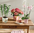 Hortensia pot 14 cm dans un sac - Intermarché Super à Clichy Hortensia pot 14 cm dans un sac en promo chez Intermarché Super Clichy à 14,99 €