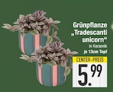 Grünpflanze Tradescanti unicorn Angebote bei E center Regensburg für 5,99 €