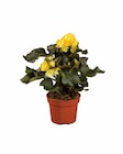 Bégonia en promo chez Lidl Rennes à 2,99 €