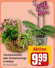 Aktuelles »Sommerwiese« oder Schmetterlingsorchidee Angebot bei REWE in Gelsenkirchen ab 9,99 €