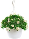 Penny Baddeckenstedt - Sommerjasmin Angebot im Prospekt Sommerjasmin bei Penny im Baddeckenstedt Prospekt für 9,99 €