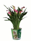 Calla im Lidl Prospekt Calla im aktuellen Lidl Prospekt für 4,49 €
