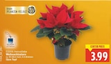 Weihnachtsstern von EDEKA Heimatliebe für 3,99 € bei E center im Angebot Weihnachtsstern von EDEKA Heimatliebe im aktuellen E center Prospekt