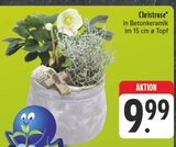 Christrose im Angebot bei EDEKA in Zwickau Christrose Angebote bei EDEKA Zwickau für 9,99 €