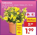 Calibrachoa im Angebot bei Netto Marken-Discount in Viersen Calibrachoa Angebote bei Netto Marken-Discount Viersen für 1,99 €