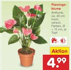 Flamingoblume bei Netto Marken-Discount im Thale Prospekt für 4,99 €