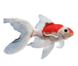 LE LOT DE 3 COMÈTE - Animalis à Toulouse LE LOT DE 3 COMÈTE en promo chez Animalis Toulouse à 6,00 €