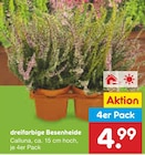 dreifarbige Besenheide im Angebot bei Netto Marken-Discount in Hagen dreifarbige Besenheide Angebote bei Netto Marken-Discount Hagen für 4,99 €