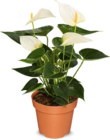 Flamingoblume im Angebot bei Netto Marken-Discount in Troisdorf Flamingoblume Angebote bei Netto Marken-Discount Troisdorf für 5,99 €