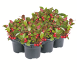 Scheinbeere bei toom Baumarkt im Badra Prospekt für 3,99 €