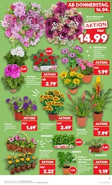 Gartenpflanzen im Kaufland Prospekt Aktuelle Angebote auf S. 5