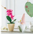 Orchidée dans un pot en céramique dans le catalogue Norma