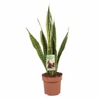 Grande plante verte ou cactus en promo chez Lidl Nancy à 10,99 €