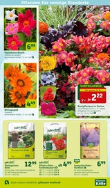 Ähnliche Angebote wie Mutterboden im Prospekt "Blütenzauber für fleissige Bienchen!" auf Seite 5 von Pflanzen Kölle in Potsdam