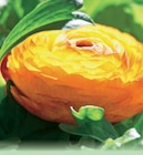 Promo Renoncules à 1,79 € dans le catalogue Norma à Thionville