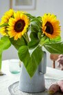 Sonnenblumen bei Kaufland im Prospekt "" für 1,99 €