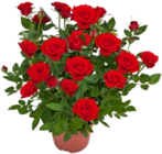 Rose im aktuellen Kaufland Prospekt