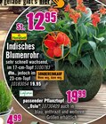 Aktuelles Indisches Blumenrohr Angebot bei Hornbach in Karlsruhe ab 12,95 €