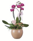 Phalaenopsis bei Lidl im Silberfeld Prospekt für 14,99 €