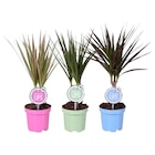 Dracaena - Carrefour Dracaena à 2,99 € dans le catalogue Carrefour