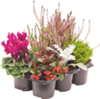 PACK DE 6 PLANTES «JARDIN D’AUTOMNE» - GARDENLINE - Aldi à Malakoff PACK DE 6 PLANTES «JARDIN D’AUTOMNE» - GARDENLINE en promo chez Aldi Malakoff à 4,99 €