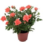 Rosier en pot en promo chez Lidl Rosier en pot dans le catalogue Lidl